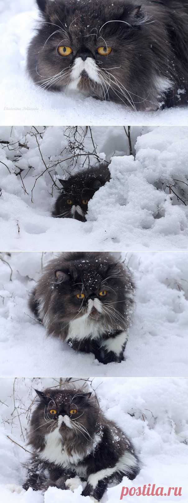 Winston Zanzarah ˙˙·٠•● ☆ Official Public Page Кот экзот Sancho☆