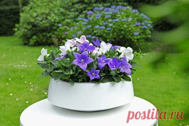 Платикодон в ландшафтном дизайне (41 фото) - фото - картинки и рисунки: скачать бесплатно