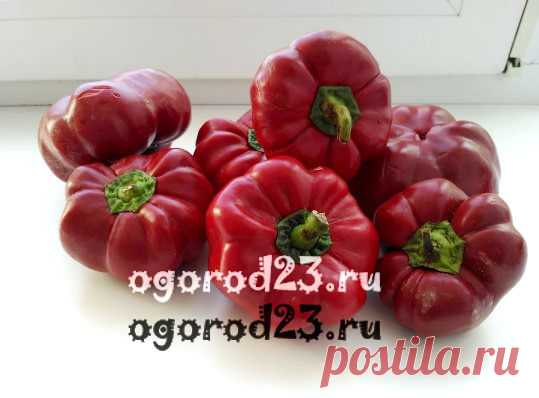 Перец гогошары – что это такое