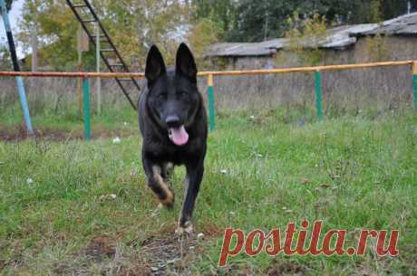 Овчарка Зюка