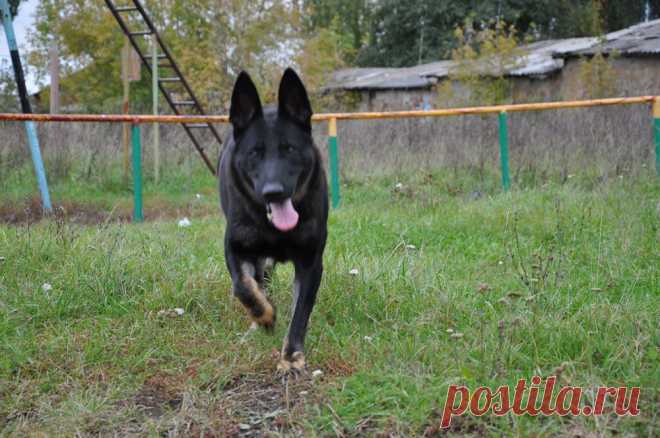 Овчарка Зюка