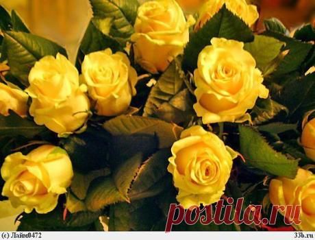 розы