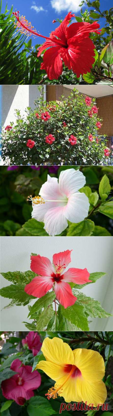 Гибискус — рубин вашего дома | РОЗЫ