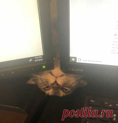 18 фотографий, которые доказывают, что коты - существа, живущие по своим правилам