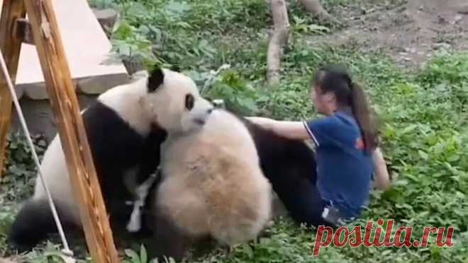 Разъяренные панды напали на смотрительницу зоопарка в Китае. В Китае две разъяренные панды напали на смотрительницу зоопарка на глазах у испуганной толпы, пишет Mirror. Как рассказали свидетели инцидента, панды напали на сотрудницу зоопарка, когда она зашла к ним в вольер, чтобы прибраться. ...
