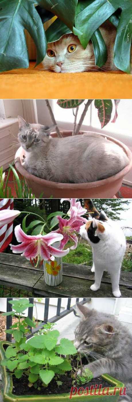 Ядовитые растения для кошек