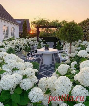 Гортензии в ландшафте сада