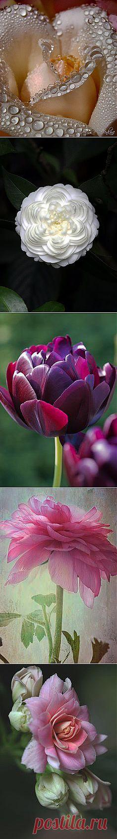 Flowers в Pinterest