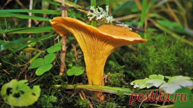 Лисички и Боровики! Тихая Охота 2020