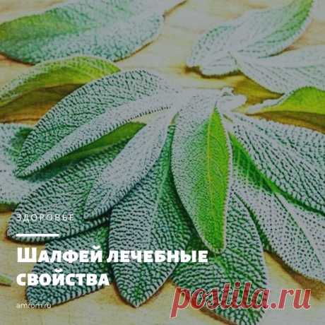 Шалфей лечебные свойства. Шалфей – травянистое многолетнее растение семейства Яснотковые. Другие его названия – шалфей королевский, благородный, крестовый, салатный лист, шальвия, медовка, самосей.
