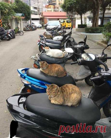 Публикация Cat Lovers Club в Instagram • Дек 30, 2017 at 2:39 UTC 179.1 тыс. отметок «Нравится», 1,607 комментариев — Cat Lovers Club (@catloversclub) в Instagram: «📷 from DoChiCuon9 | Facebook 😆😆😆😆😆 ~ double tap ❤❤ 🐱🐱Shop for Cat Lovers 👉 @happypetclub bio…»