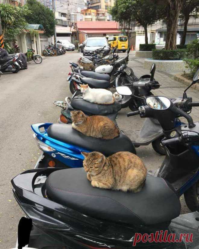 Публикация Cat Lovers Club в Instagram • Дек 30, 2017 at 2:39 UTC 179.1 тыс. отметок «Нравится», 1,607 комментариев — Cat Lovers Club (@catloversclub) в Instagram: «📷 from DoChiCuon9 | Facebook 😆😆😆😆😆 ~ double tap ❤❤ 🐱🐱Shop for Cat Lovers 👉 @happypetclub bio…»