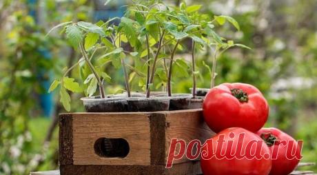 ЧТО МОЖНО САЖАТЬ ПОСЛЕ