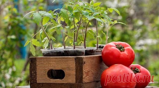 ЧТО МОЖНО САЖАТЬ ПОСЛЕ