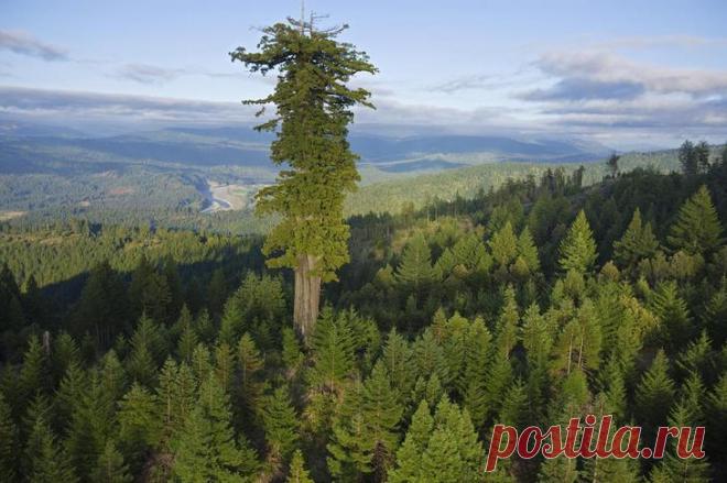 10 высочайших деревьев планеты Это список 10 самых больших деревьев в мире. Точное местонахождение 10 самых высоких деревьев держится в тайне, поэтому фотографий этих деревьев почти не найти. Деревья не охраняют 24 часа в сутки и 7...