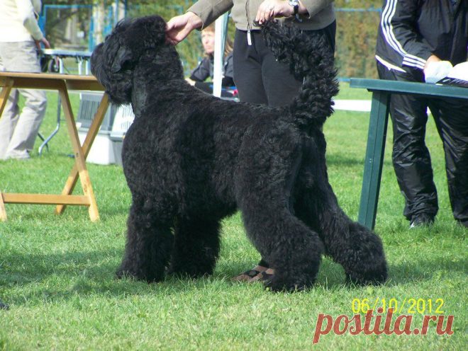 Аватар
возраст-2 года