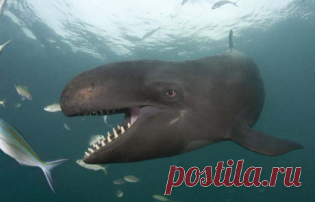 Китовая улыбка