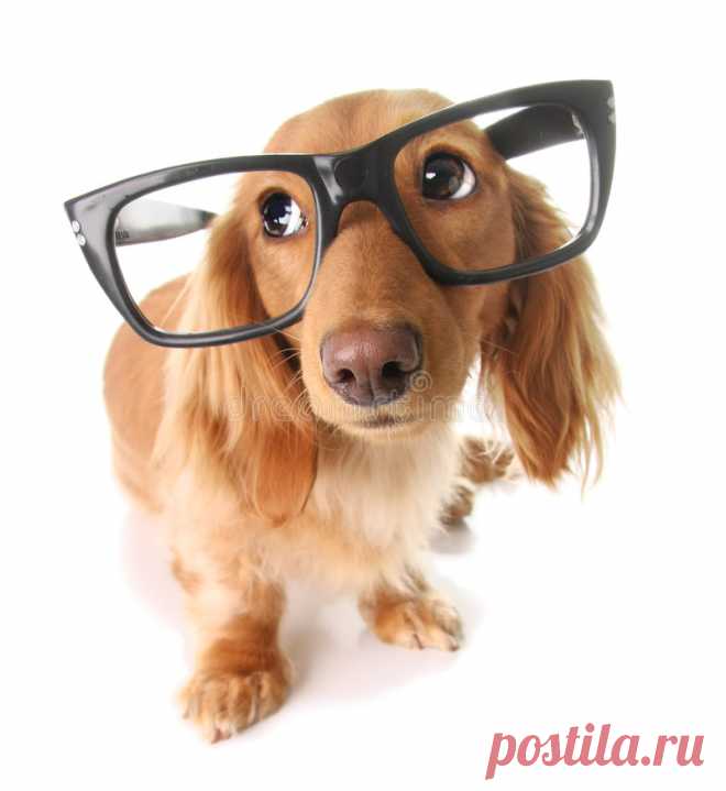 slimme-hond-8552068.jpg (800×872)
