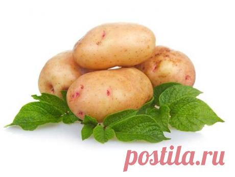 КОЖУ ОЧИСТИТ КАРТОФЕЛЬ