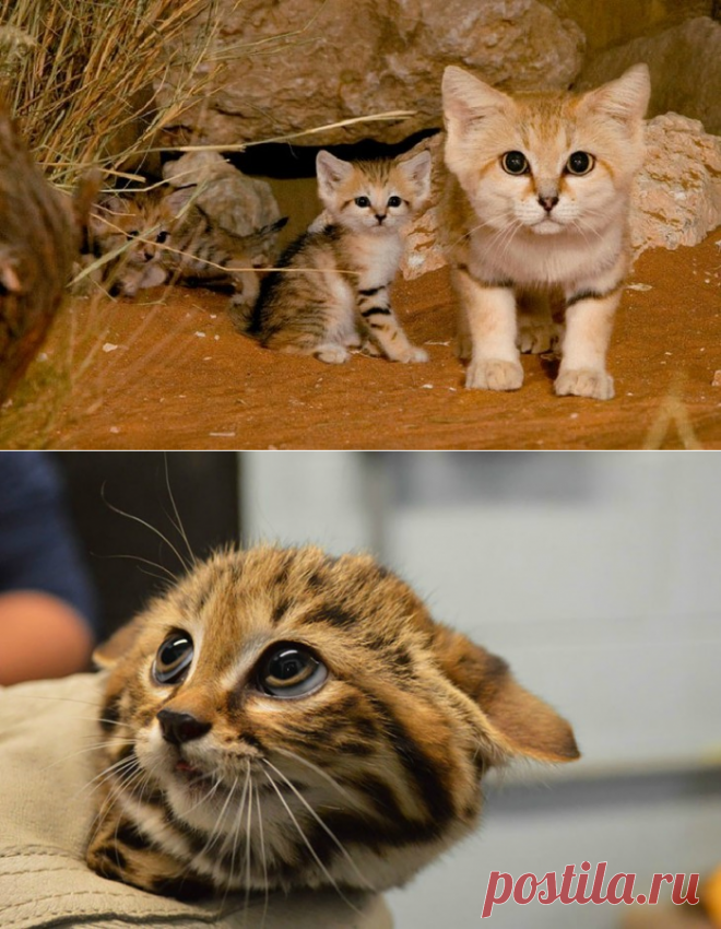 Редкие и необычные породы кошек