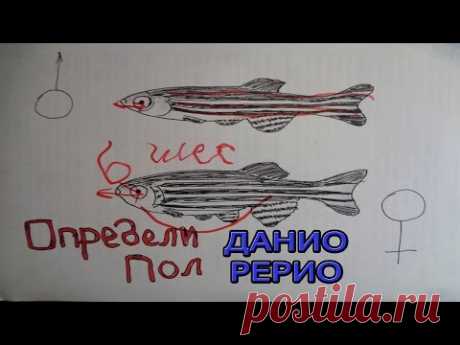 Определи пол у Данио рерио. Мирная рыбка
