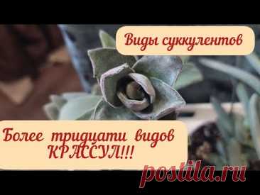#мояколлекция #обзор Крассул из коллекции суккулентов! Больше тридцати видов! # видыкрассул