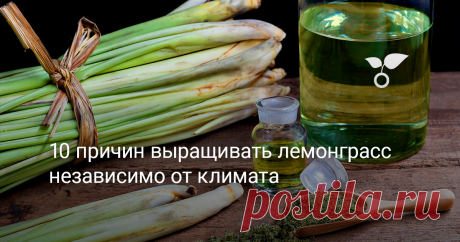 10 причин выращивать лемонграсс независимо от климата Название лемонграсса у многих на слуху. Он является ключевым ингредиентом многих блюд азиатской кухни, а также полезен в некоторых других сферах. Но если вы не живете в субтропическом климатическом климате, то скорее всего думаете, что это не то растение, которое можно выращивать в наших краях. А вот и нет! В этой статье мы поговорим о том, как выращивать лемонграсс в средней полосе и чем он полезен.