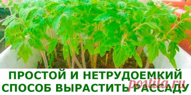 ПРОСТОЙ И НЕТРУДОЕМКИЙ СПОСОБ ВЫРАСТИТЬ РАССАДУ | Полезные советы