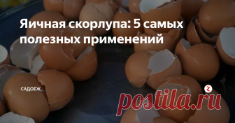 Яичная скорлупа: 5 самых полезных применений Наверняка многие садоводы знают, что яичная скорлупа очень полезна для огорода. И в первую очередь потому что она богата кальцием. И зачастую все делают так: просто раскидывают скорлупу под растения. На самом деле так полезные вещества усваиваются медленнее и хуже.
Сегодня я вам расскажу как и для чего я использую яичную скорлупу в огороде.
Мои способы
1. Настой на яичной скорлупе