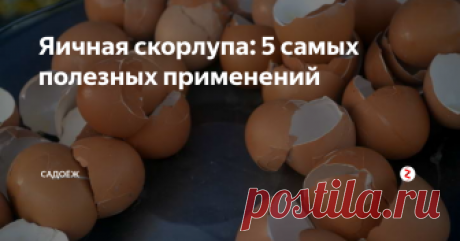 Яичная скорлупа: 5 самых полезных применений Наверняка многие садоводы знают, что яичная скорлупа очень полезна для огорода. И в первую очередь потому что она богата кальцием. И зачастую все делают так: просто раскидывают скорлупу под растения. На самом деле так полезные вещества усваиваются медленнее и хуже.
Сегодня я вам расскажу как и для чего я использую яичную скорлупу в огороде.
Мои способы
1. Настой на яичной скорлупе