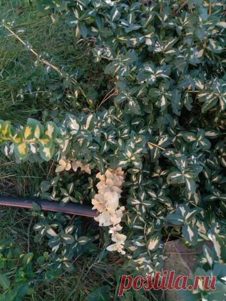 Бересклет Форчуна «Солнечное пятно» (Euonymus fortunei «Sunspot»)