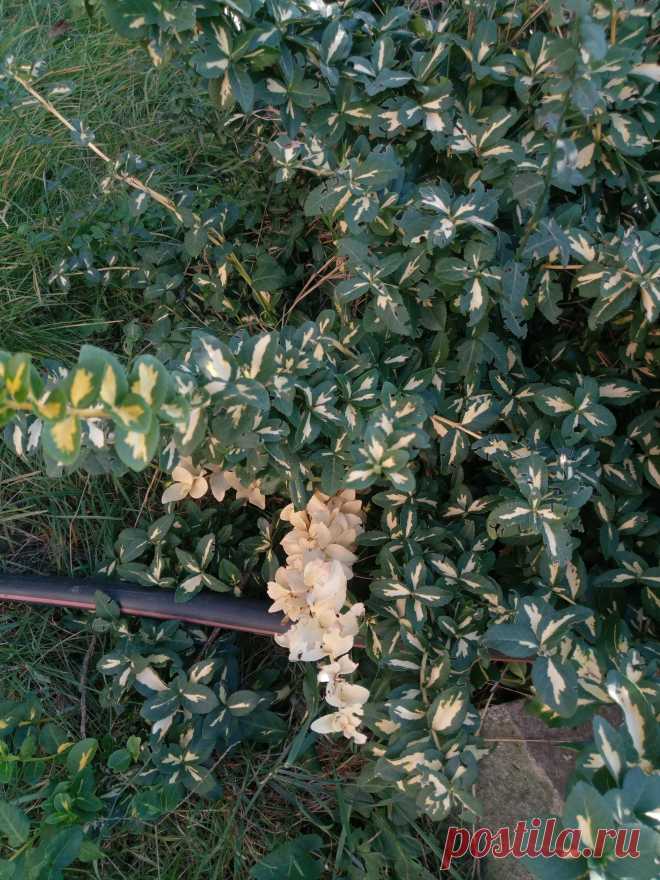 Бересклет Форчуна «Солнечное пятно» (Euonymus fortunei «Sunspot»)