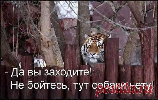 коты