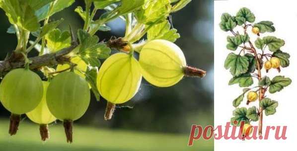 Крыжовник | Рецепты народной медицины