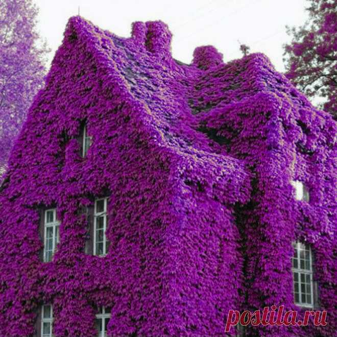 100шт Духи Радуга Восхождение Растения Красочные Рок Кресс Цветочные Семена