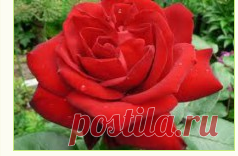 Уход за чайно-гибридной розой | Дача, усадьба, сад, огород