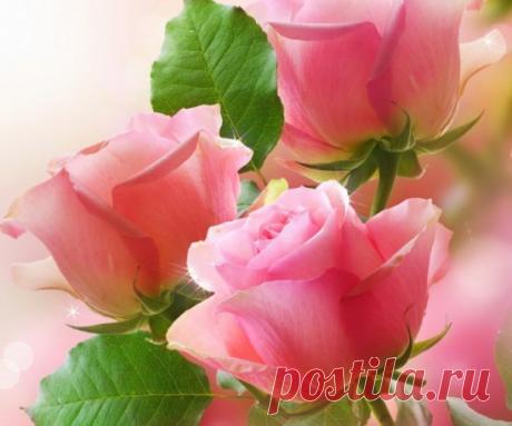 Розы фото|Галерея красивых фотографий