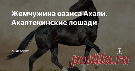 Жемчужина оазиса Ахали. Ахалтекинские лошади Ахалтекинский конь.
Ух, он буквально завораживает своим экстерьером, который расходится с общепринятыми понятиями о внешнем виде лошади. На шлифовку этой породы ушли тысячелетия, чтобы современный человек мог любоваться таким красавцем.
Корнями уходит в глубокую древность и берет начало в оазисе Ахал Каракумской пустыни. Это древнейшая из культурных пород, является эталонной верховой лошадью.
