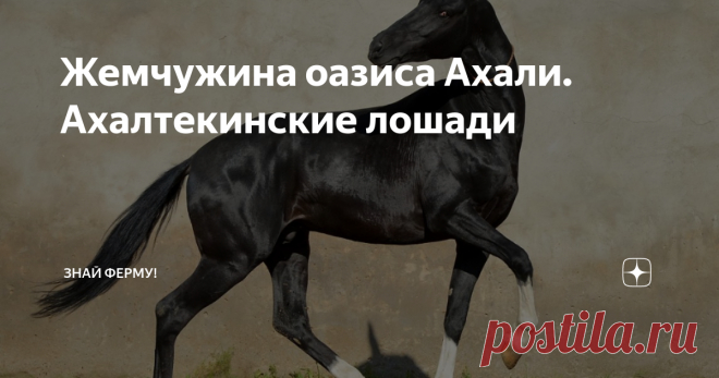 Жемчужина оазиса Ахали. Ахалтекинские лошади Ахалтекинский конь.
Ух, он буквально завораживает своим экстерьером, который расходится с общепринятыми понятиями о внешнем виде лошади. На шлифовку этой породы ушли тысячелетия, чтобы современный человек мог любоваться таким красавцем.
Корнями уходит в глубокую древность и берет начало в оазисе Ахал Каракумской пустыни. Это древнейшая из культурных пород, является эталонной верховой лошадью.
