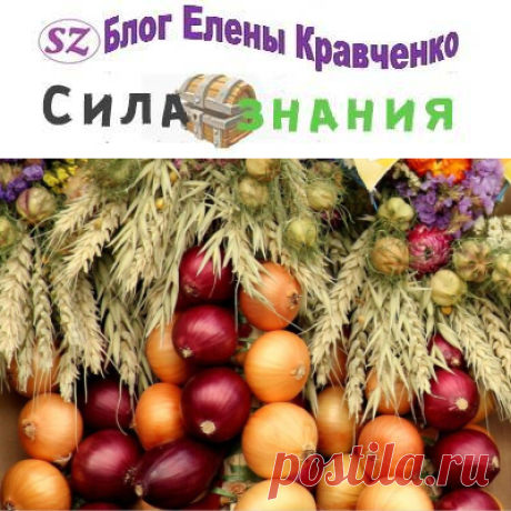 Как хранить лук зимой: способы хранения в домашних условиях