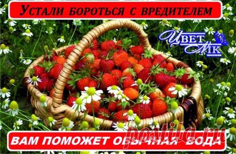 СТЕПНОГОРСКИЙ  ღஐஐღЦветNIKღஐஐღ