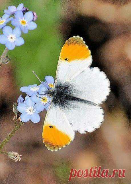 (523) Pinterest