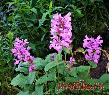 Буквица на клумбе)))💜💚💜