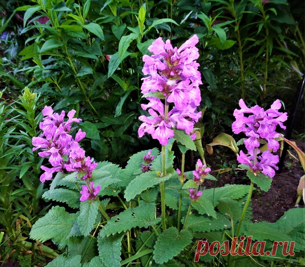 Буквица на клумбе)))💜💚💜
