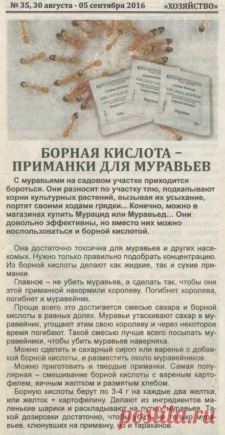Борная кислота - приманка для муравьев
