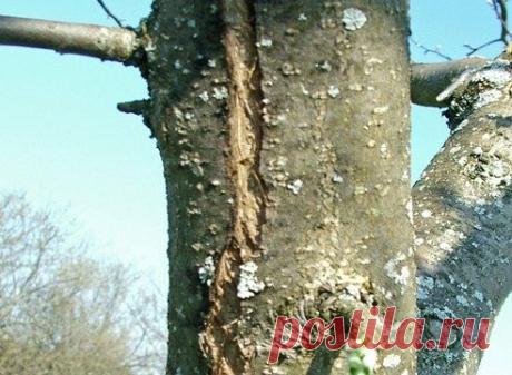 Плодовые деревья: что делать с зимними ранами - Садоводка