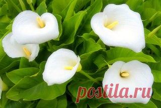 Как заставить обильно цвести Каллы? 

Купив упаковку с клубнем каллы, мы можем прочитать, что она цветет с октября по апрель. Но на самом деле это огромная ошибка, которая часто приводит к тому, что многие садоводы-цветоводы не могут добиться долголетия клубня - клубень погибает из-за искусственного нарушения естественного цикла покоя и роста. Цветоводы пытаются заставить цвести ее дома. А это неправильно. 

Дело в том, что декабрь, январь и февраль в Южной Африке – это ле...