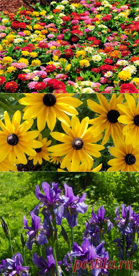 9 садовых растений, которые можно не поливать.