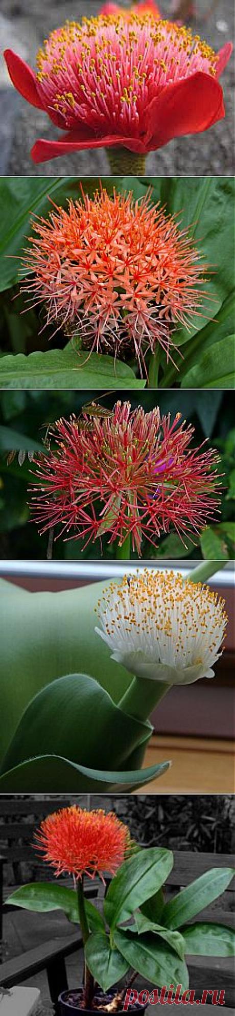 Гемантус - виды, уход, размножение | GreenHome