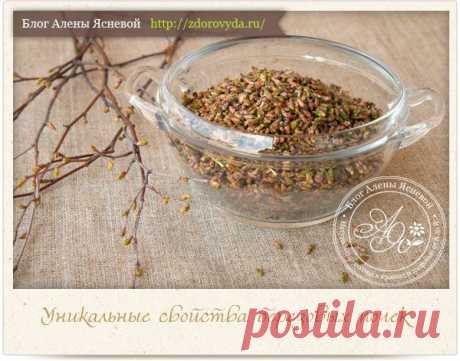 Лечебные свойства березовых почек : лучшие рецепты